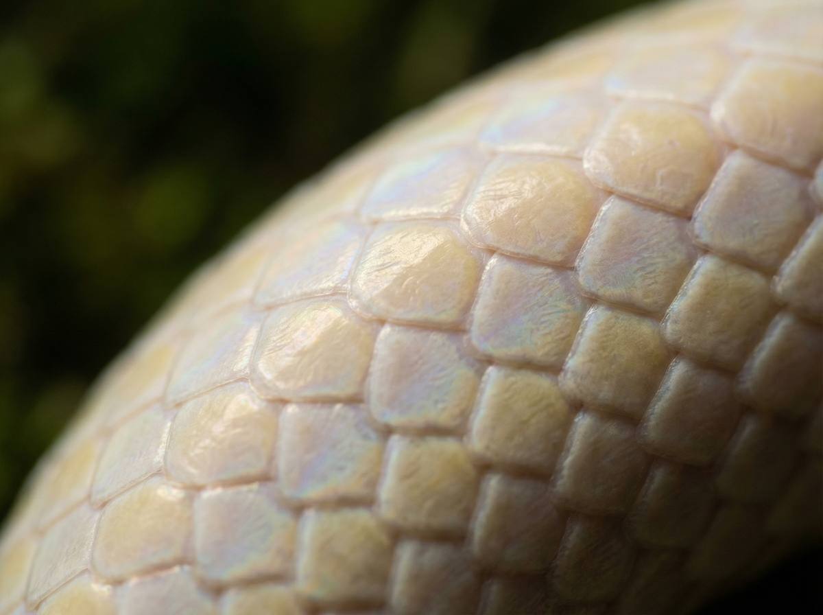 母狗园蟒蛇微距视频 - 蟒蛇鳞片微距摄影技巧分享